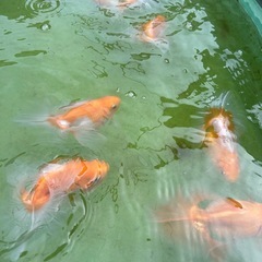 土佐金親魚の画像