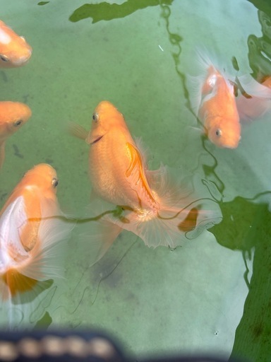 土佐金親魚