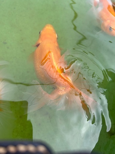 土佐金親魚