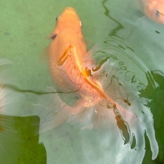 土佐金親魚の画像