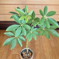 観葉植物　カポックとガラス製鉢カバーの画像