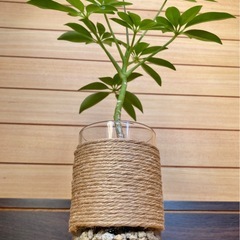 観葉植物　カポックとガラス製鉢カバーの画像