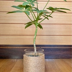 観葉植物　カポックとガラス製鉢カバーの画像