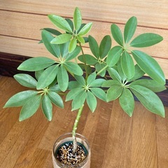 観葉植物　カポックとガラス製鉢カバーの画像