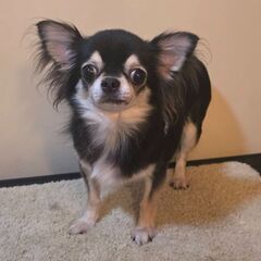 チワワ♀️４歳(アンちゃん)