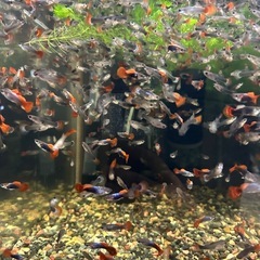 🐠国産グッピー レッドテールタキシード（ブラジルレッドファンテール） 1ペア350円 5ペア以上で1ペア250円 【在庫10ペア】自家繁殖個体　熱帯魚 国産 グッピー No.11の画像