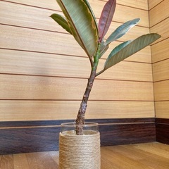 観葉植物　フィカス　ルビーとガラス製鉢カバーの画像