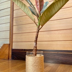観葉植物　フィカス　ルビーとガラス製鉢カバーの画像