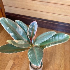 観葉植物　フィカス　ルビーとガラス製鉢カバーの画像