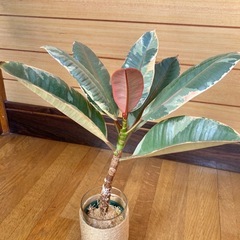 観葉植物　フィカス　ルビーとガラス製鉢カバーの画像