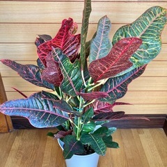 観葉植物　クロトンの画像