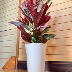 観葉植物　クロトンの画像