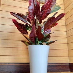 観葉植物　クロトンの画像