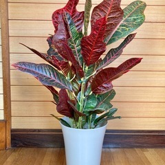 観葉植物　クロトンの画像