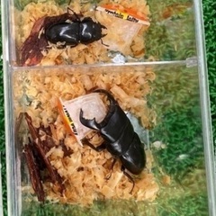 ダイオウヒラタクワガタ値下げの画像