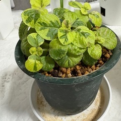 スウェーデンアイビーの画像