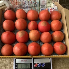 今シーズン最終❗️★北海道産スーパーフルーツトマト規格外品（1.2kg）の画像