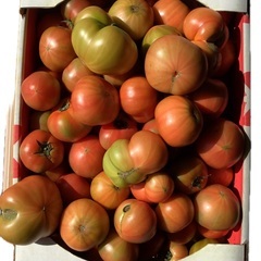 今シーズン最終❗️★北海道産スーパーフルーツトマト規格外品（1.2kg）の画像