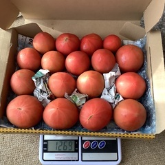今シーズン最終❗️★北海道産スーパーフルーツトマト規格外品（1.2kg）の画像