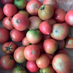 今シーズン最終❗️★北海道産スーパーフルーツトマト規格外品（1.2kg）の画像