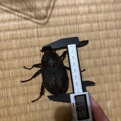 ヘラクレスヘラクレス メス単の画像