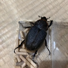 ヘラクレスヘラクレス メス単の画像