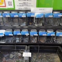 めだか販売　新潟　柏崎　長岡　上越