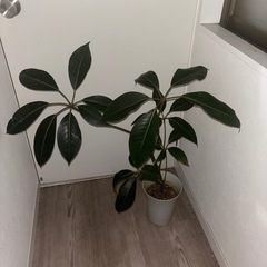 ツピタンサス　カポック　シェフレラ　観葉植物　塊根植物　多肉植物　ビザールプランツ　レアプランツ　ガーデニング　植物　グリーン　趣味　盆栽　葉　花　庭　草　インテリア　おしゃれ　飾り　園芸　の画像