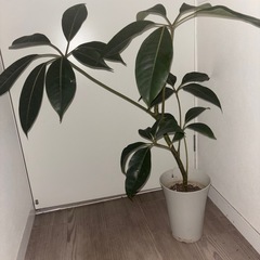 ツピタンサス　カポック　シェフレラ　観葉植物　塊根植物　多肉植物　ビザールプランツ　レアプランツ　ガーデニング　植物　グリーン　趣味　盆栽　葉　花　庭　草　インテリア　おしゃれ　飾り　園芸　の画像