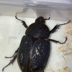 ヘラクレスリッキー メス 交尾済の画像