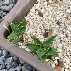 アロエ不夜城の画像