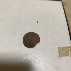 胡桃の殻の画像