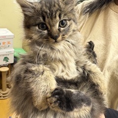 キジトラモフモフの女の子　2ヶ月前後募集中