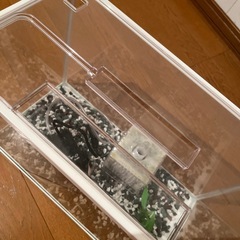 金魚の水槽の画像