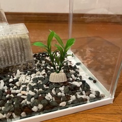 金魚の水槽の画像