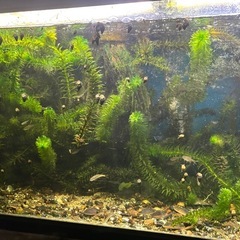 水草、アナカリス、金魚藻、50本1500円の画像