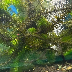 水草、アナカリス、金魚藻、50本1500円の画像