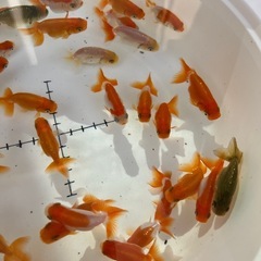 協会系　らんちゅう　金魚　 当歳　最終選別　1匹300円
の画像