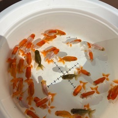 協会系　らんちゅう　金魚　 当歳　最終選別　1匹300円
の画像