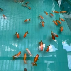 協会系　らんちゅう　金魚　 当歳　最終選別　1匹300円
の画像