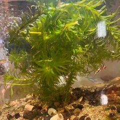 水草、アナカリス、金魚藻、50本1500円の画像