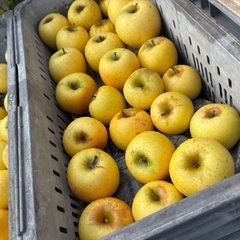 りんご最終値下げ、大量購入の際は値下げ交渉に応じます！の画像