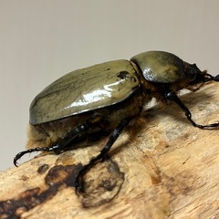 グラントシロカブト成虫♂♀ペアの画像