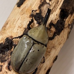 グラントシロカブト成虫♂♀ペアの画像