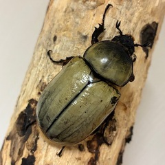 グラントシロカブト成虫♂♀ペアの画像