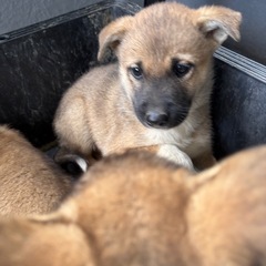 仔犬   生後2ヶ月