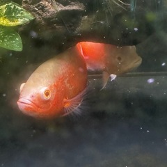 引き取り限定　オスカー　二匹の画像