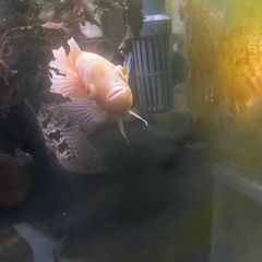 引き取り限定　オスカー　二匹の画像