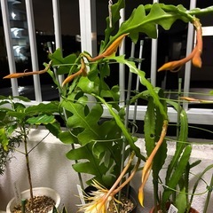 クジャクサボテン（ダラピー）の画像