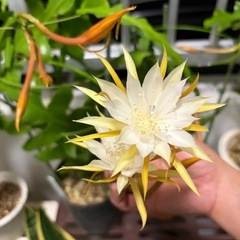 クジャクサボテン（ダラピー）の画像